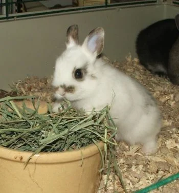 Thanksgiving Weekend at the Wildlife Education Center