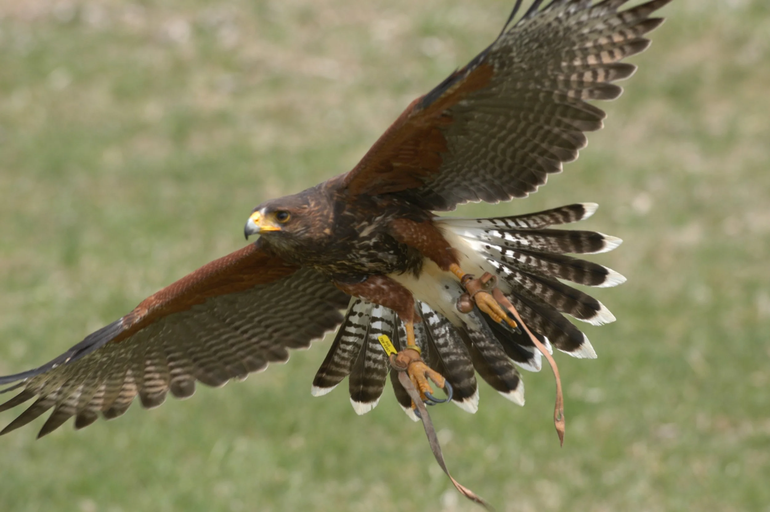 Close Encounters with Birds of Prey