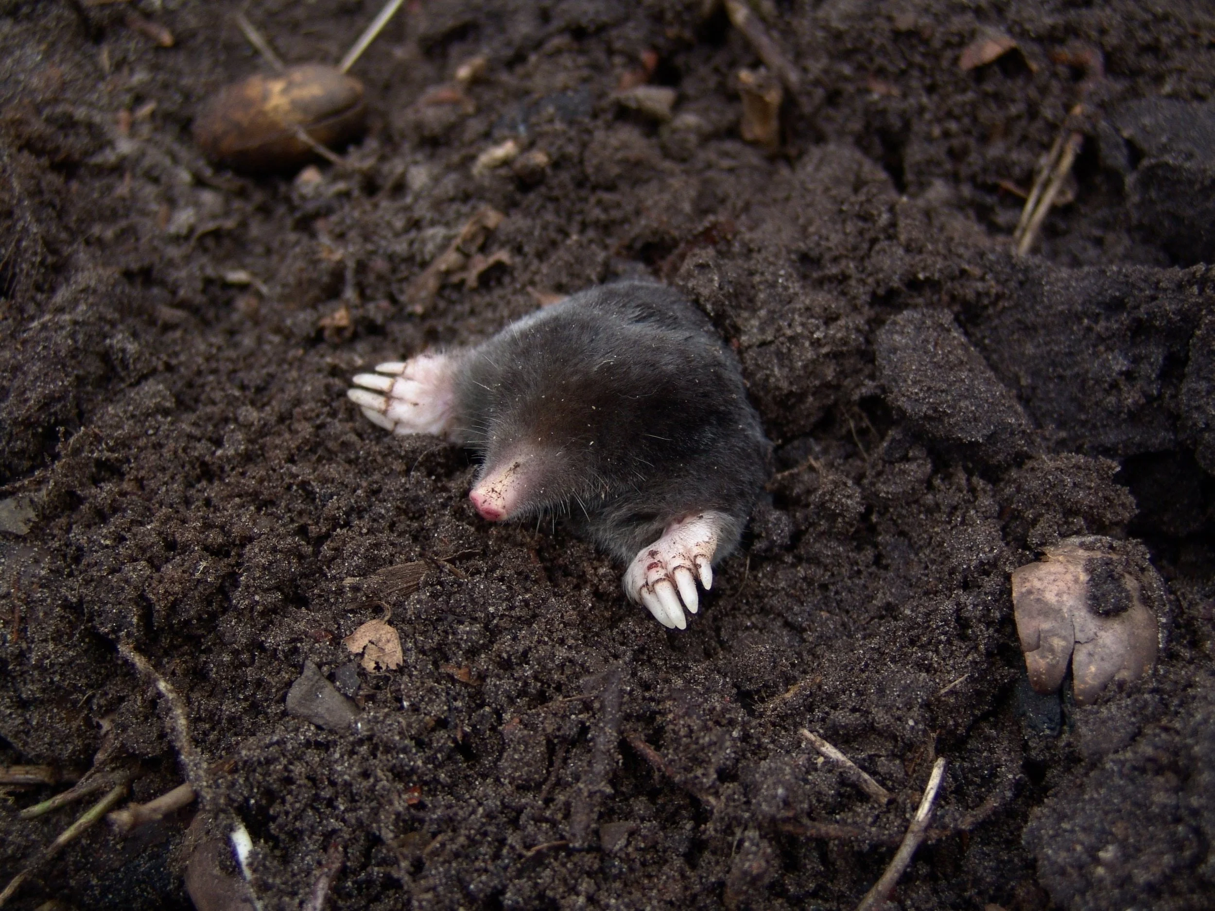 Secrets in the Soil 
