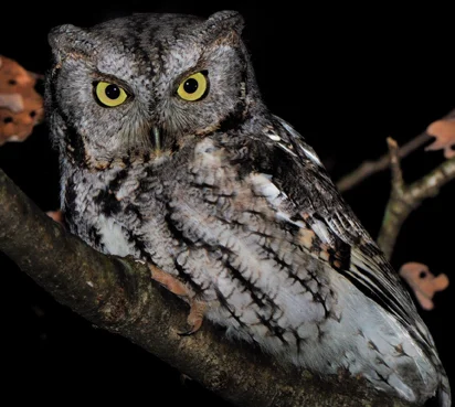 Members Only Event: Night Hike