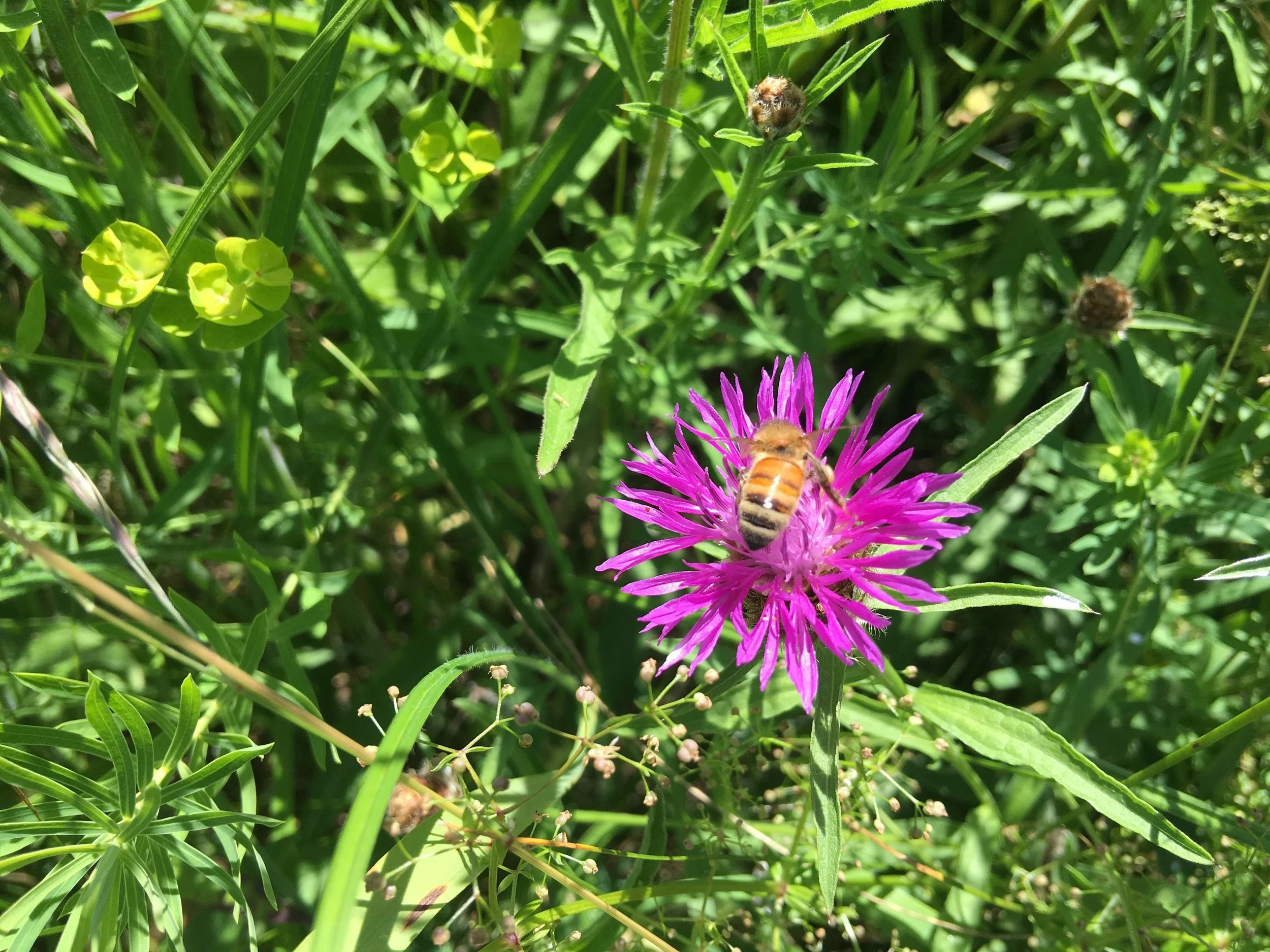 Celebrate Spring Hike
