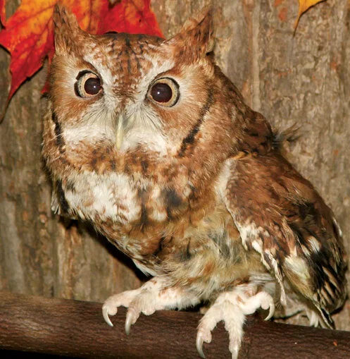 Owls Prowl (ODC)