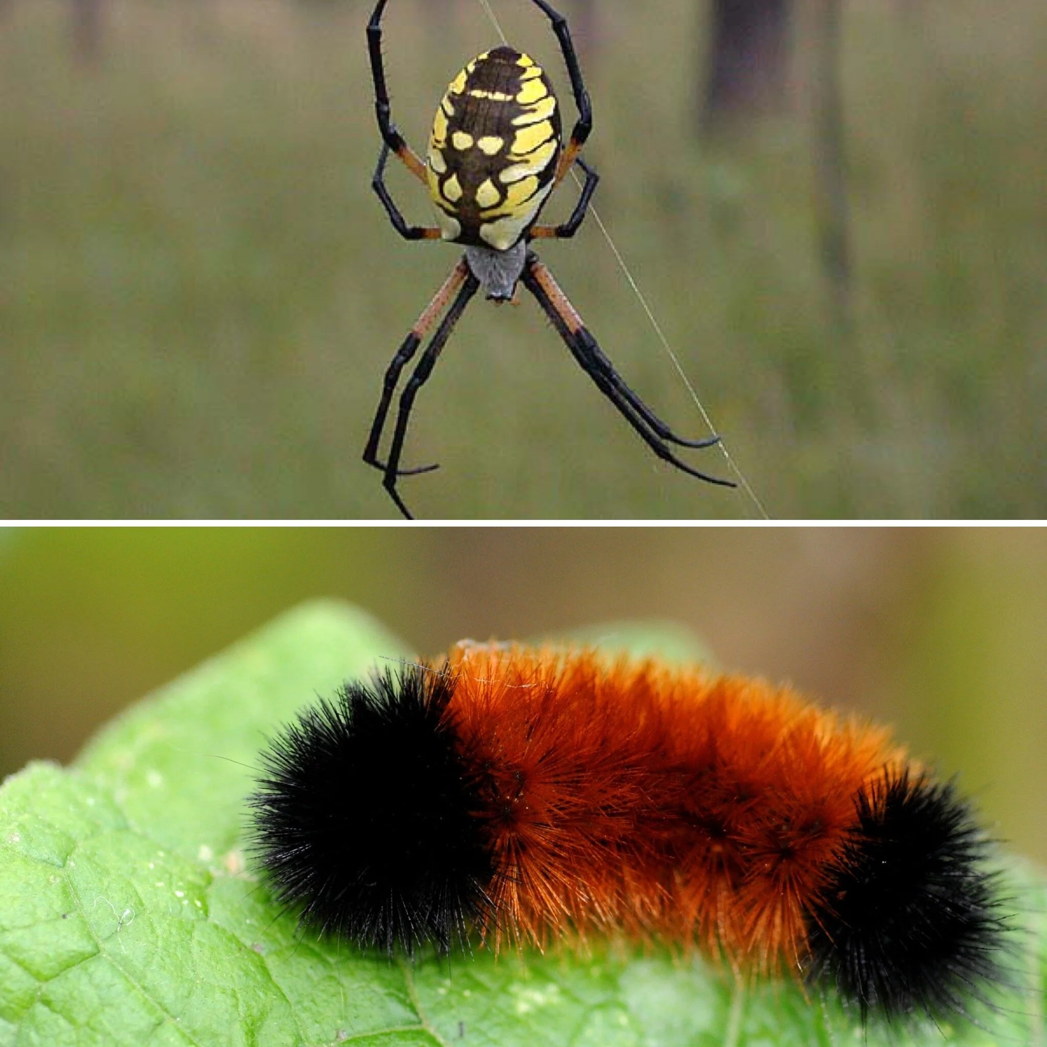 Sunday Stroll- Argiopes and Wooly Bear Walk