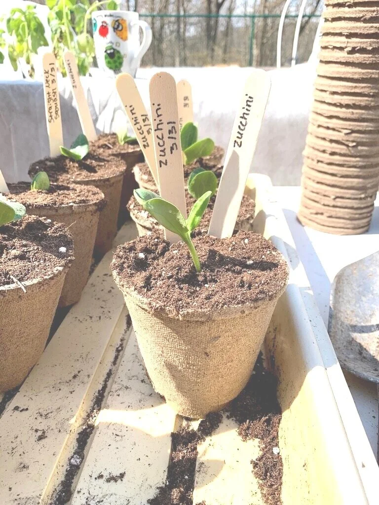 Together Outside: Seedlings to Share 