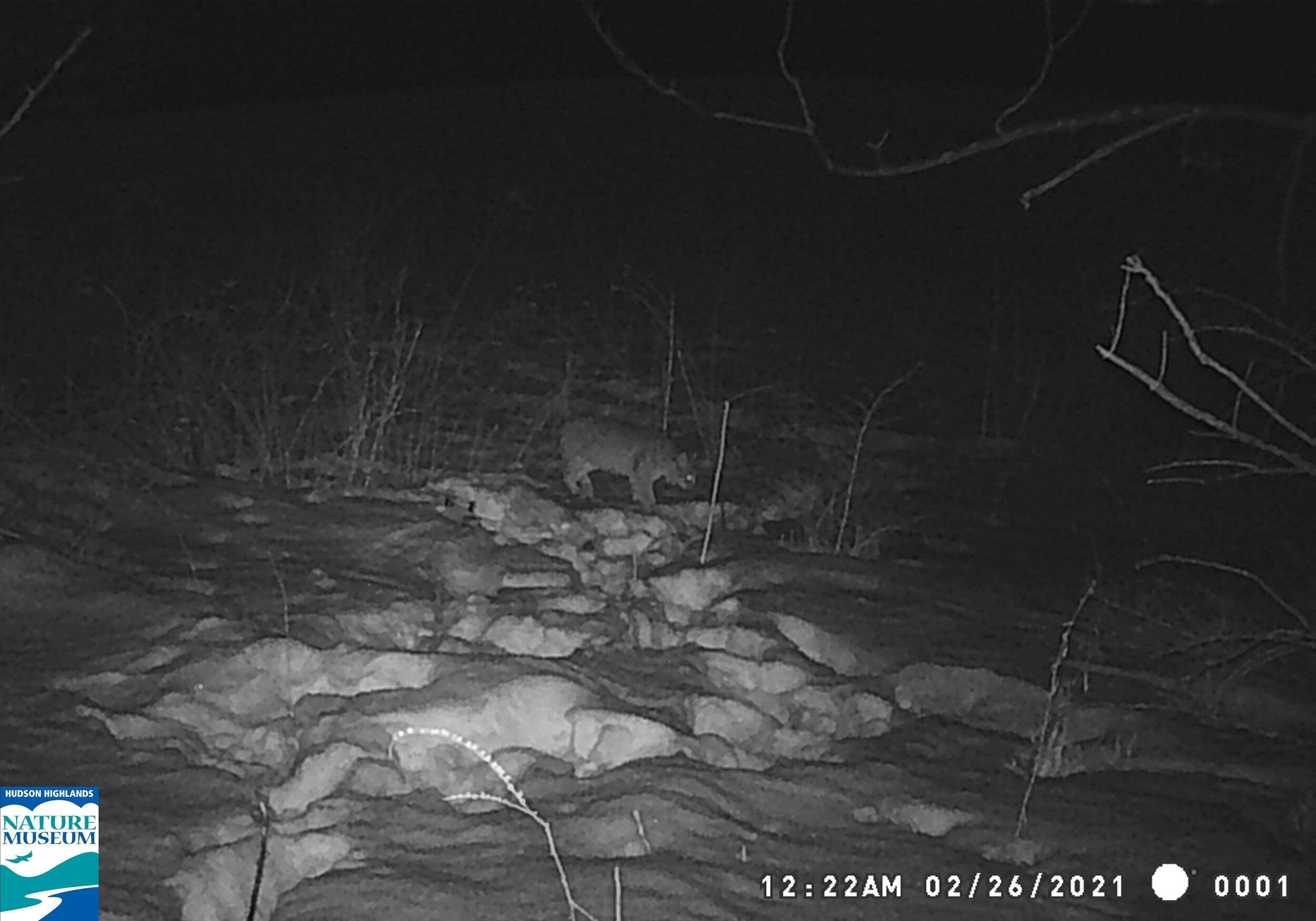 trail cam march 2 21 (4).JPG