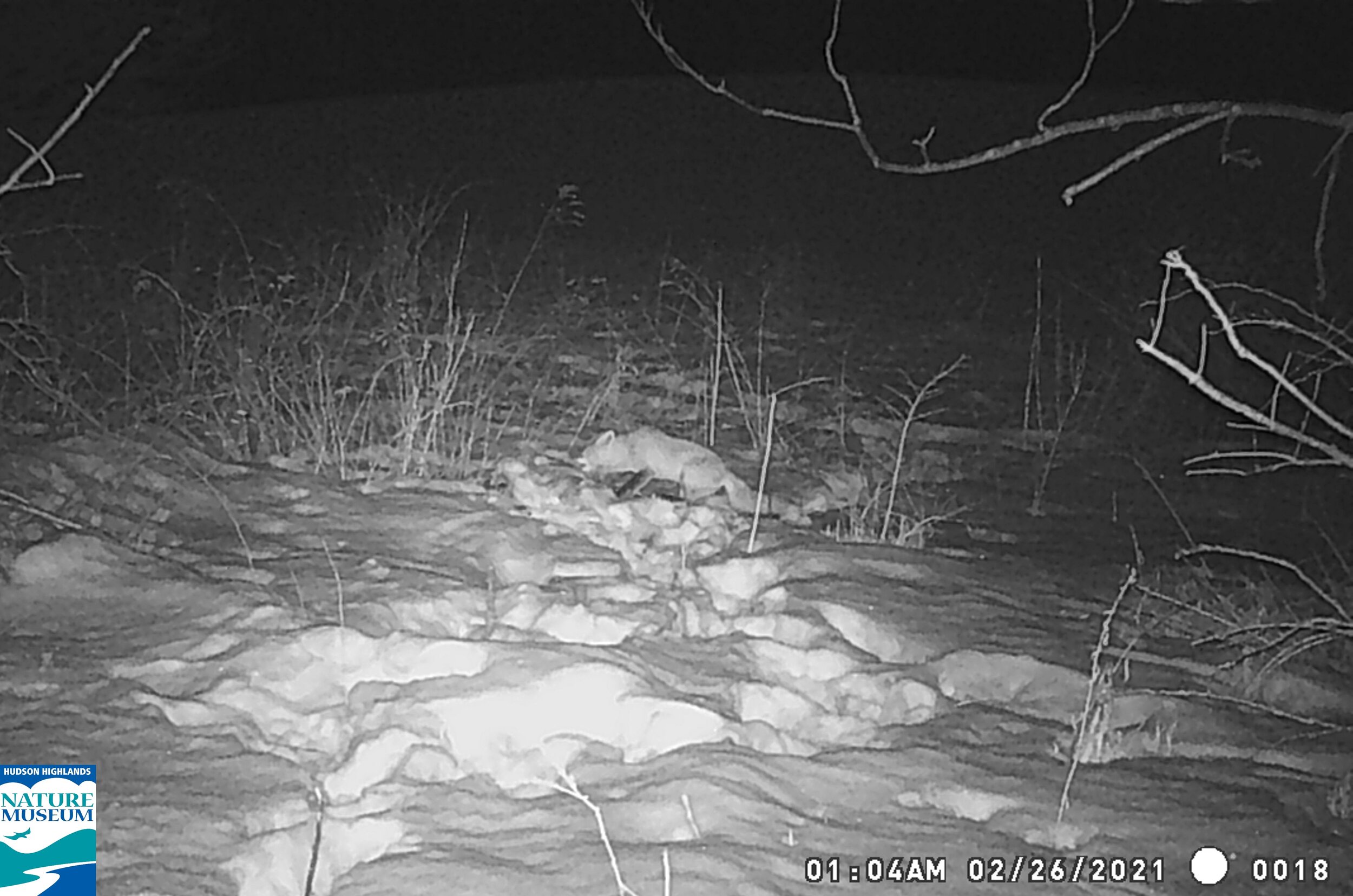 trail cam march 2 21 (5).JPG