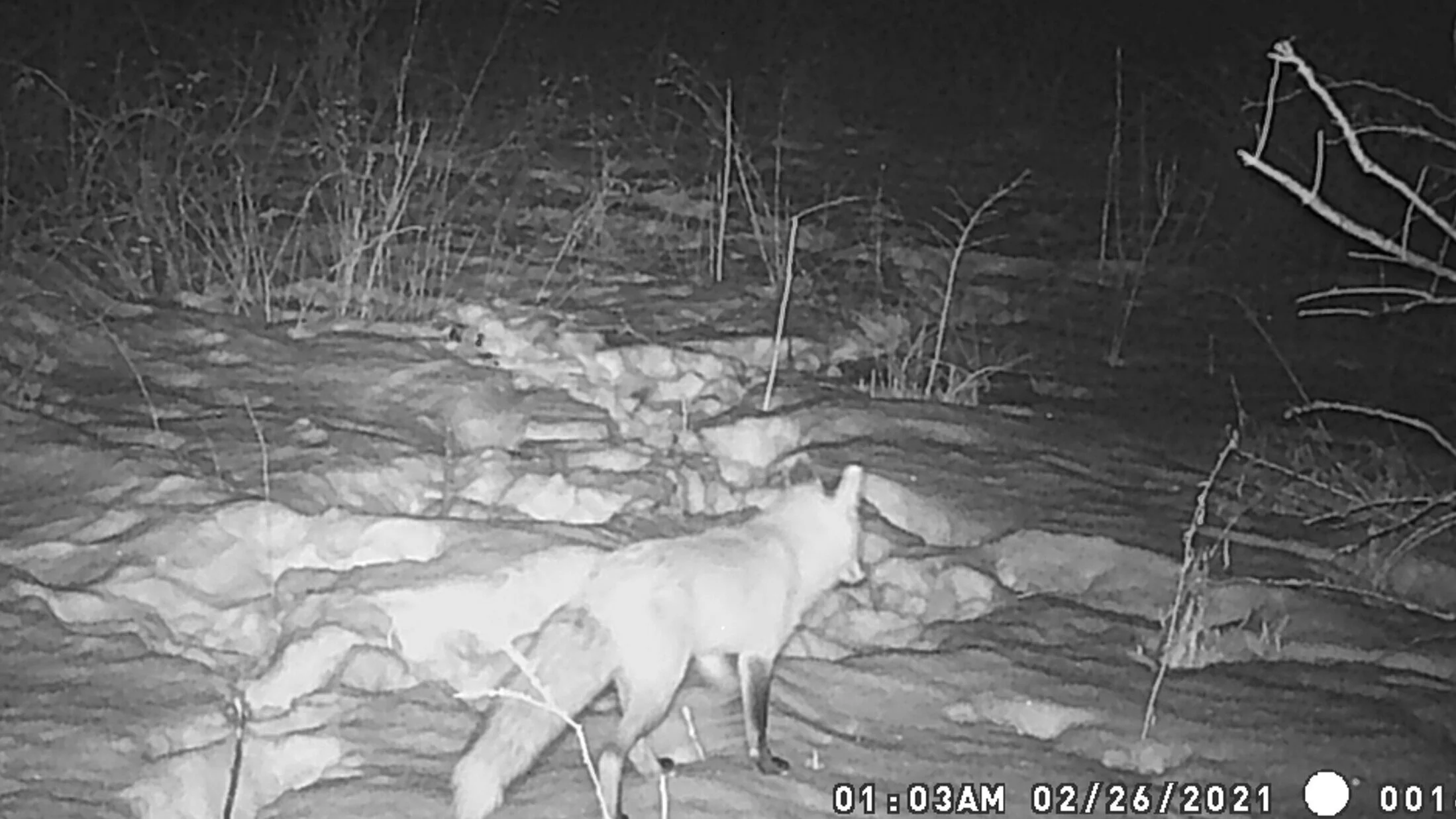 Winter Wildlife at the ODC