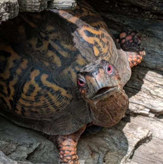 Sunday Stroll: Turtle Time