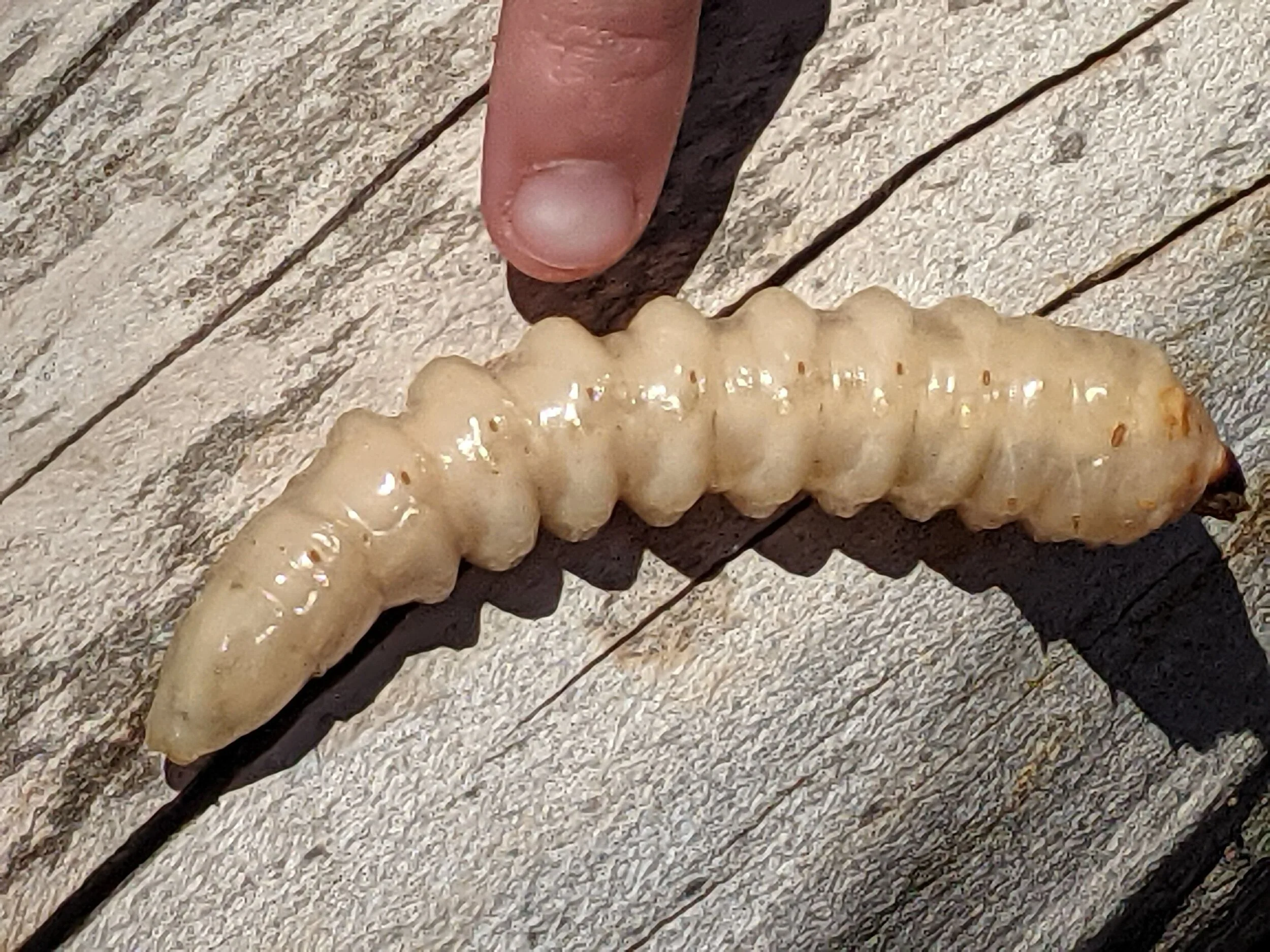 Together Outside: Nature Moment with a Giant Grub