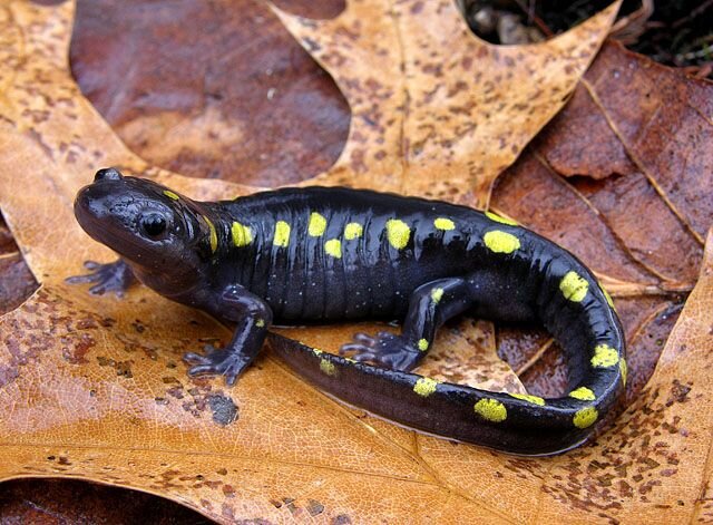 spotted salamander.jpg