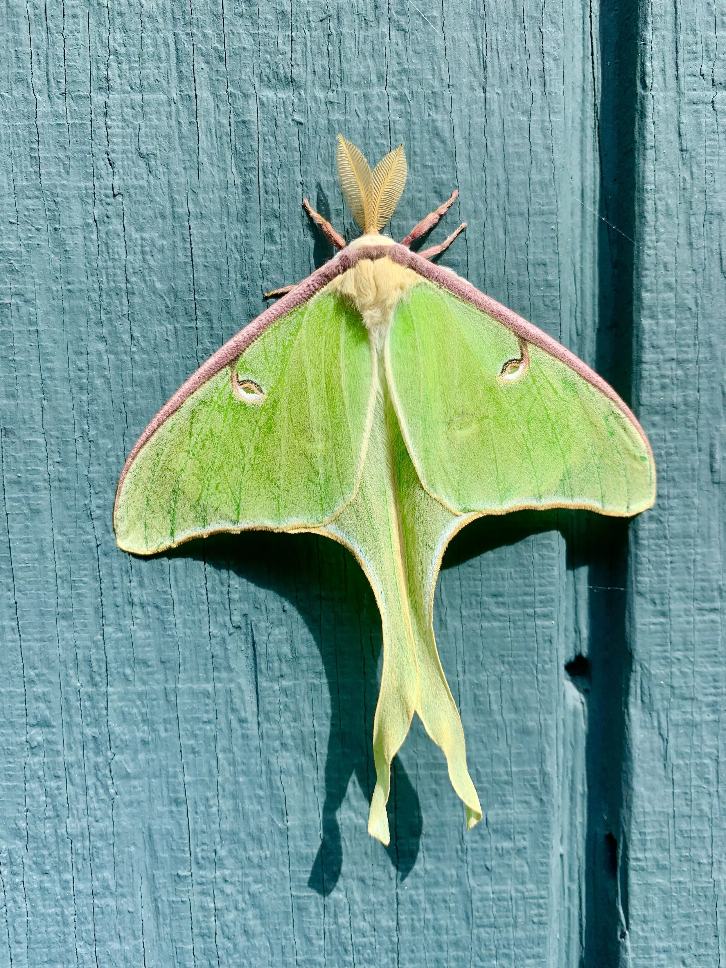 Moth Day 2024 Date - Lydie Zitella