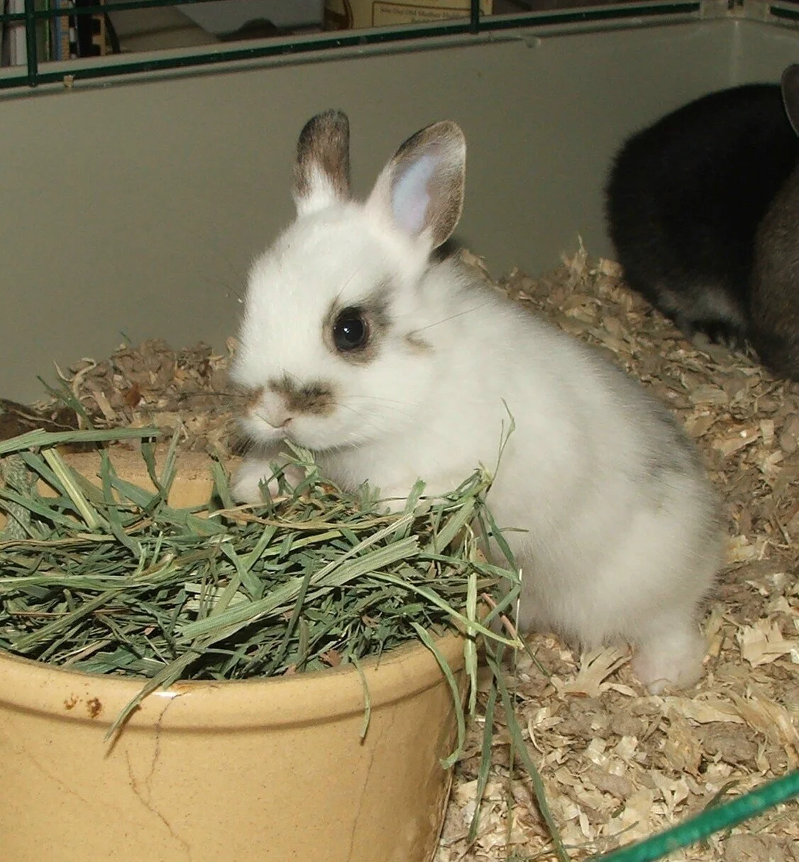 Thanksgiving Weekend at the Wildlife Education Center (WEC)