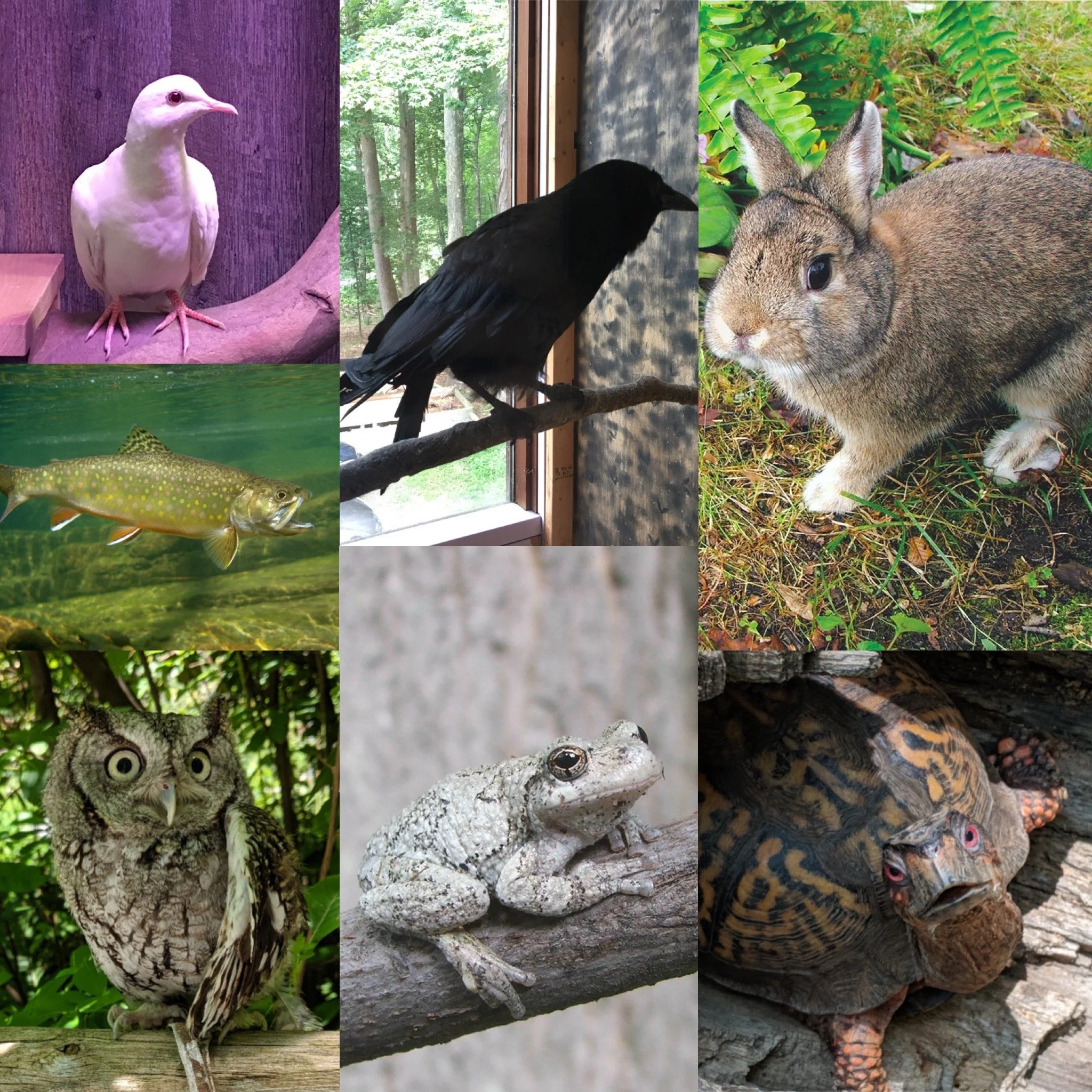 wec animals pic stitch.JPG