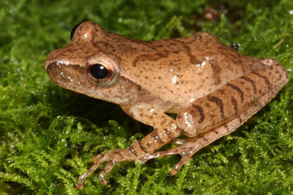 Amphibian Amble 