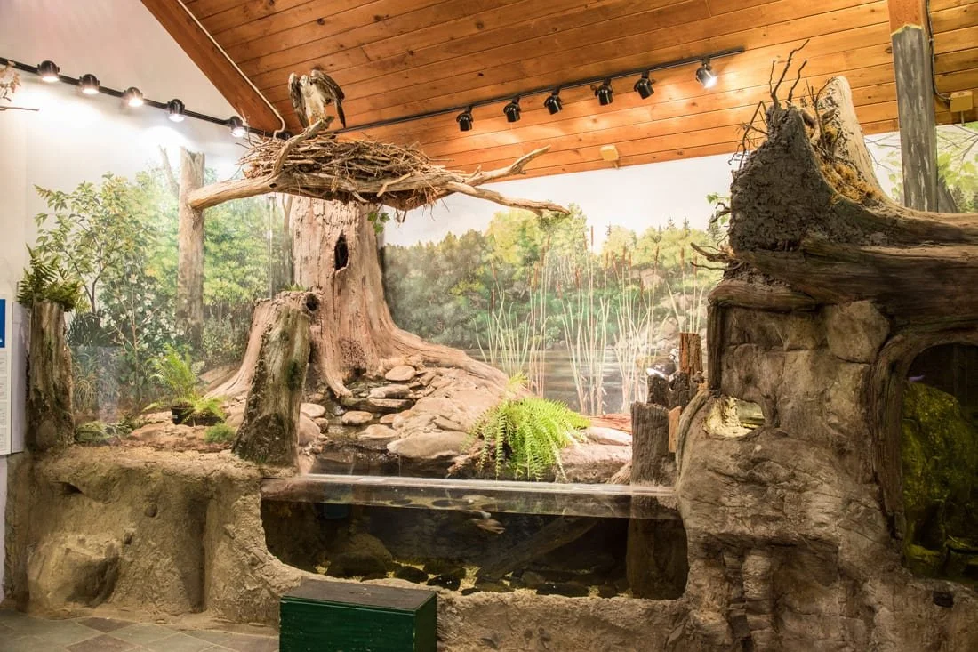 Wildlife Education Center Reopening: Grand Reopening 