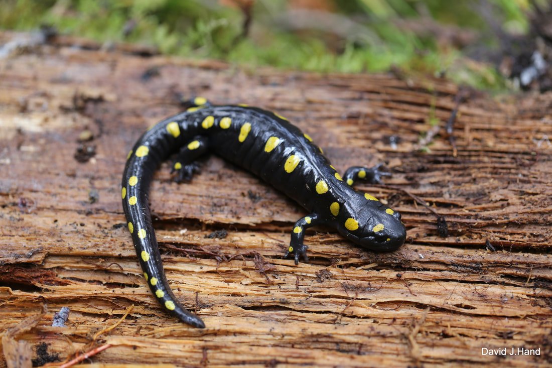 spotted salamander 2.jpg
