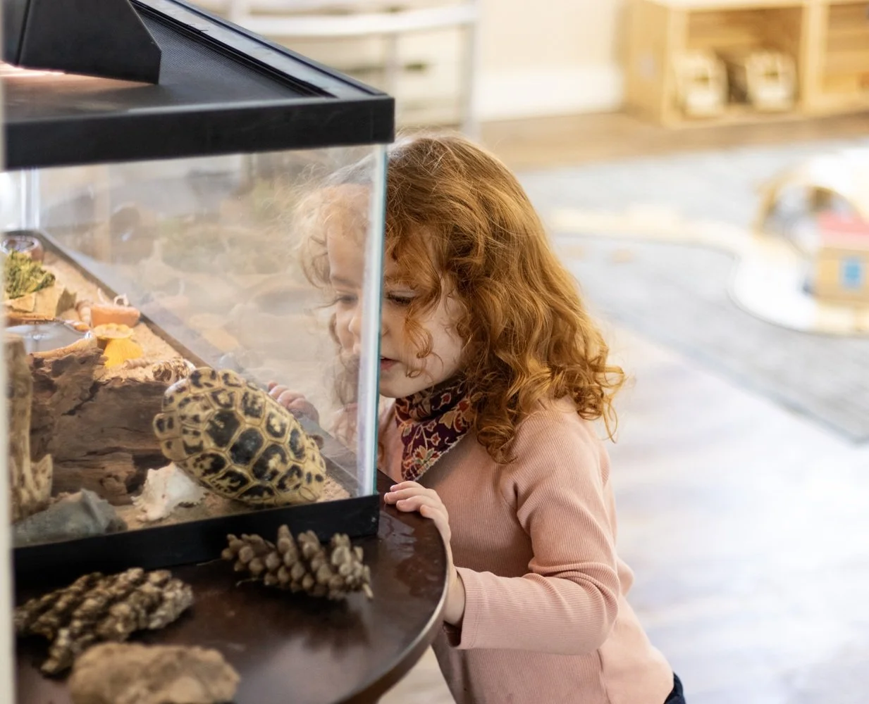 Warwick turtle tank.jpg