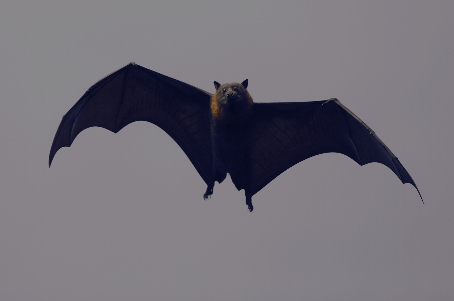 Nocturnal Pollinators
