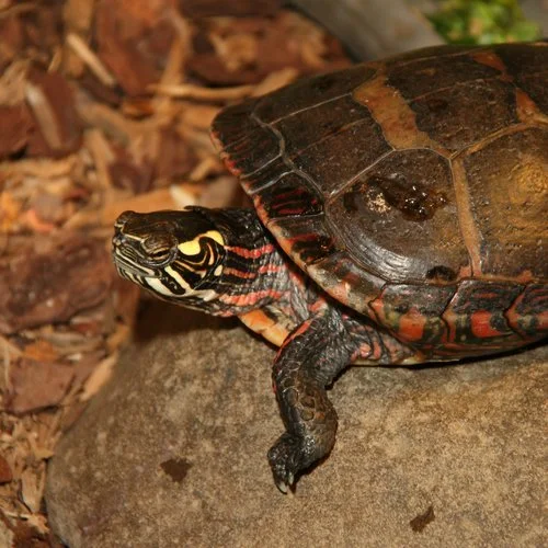 Meet the Animals — Hudson Highlands Nature Center - The Hudson Valley's ...