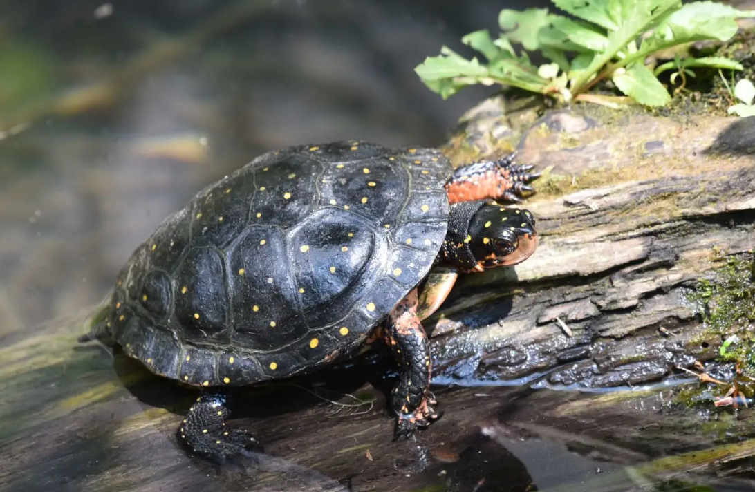 spotted turtle.png