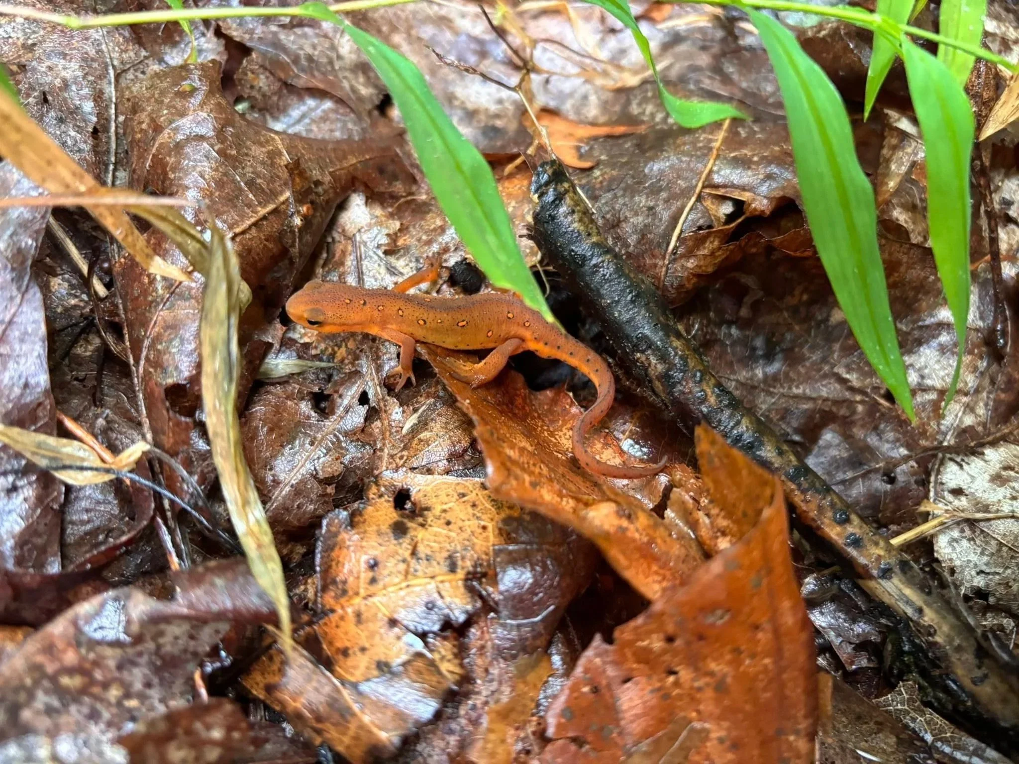 summer camp 2025 red eft.jpg