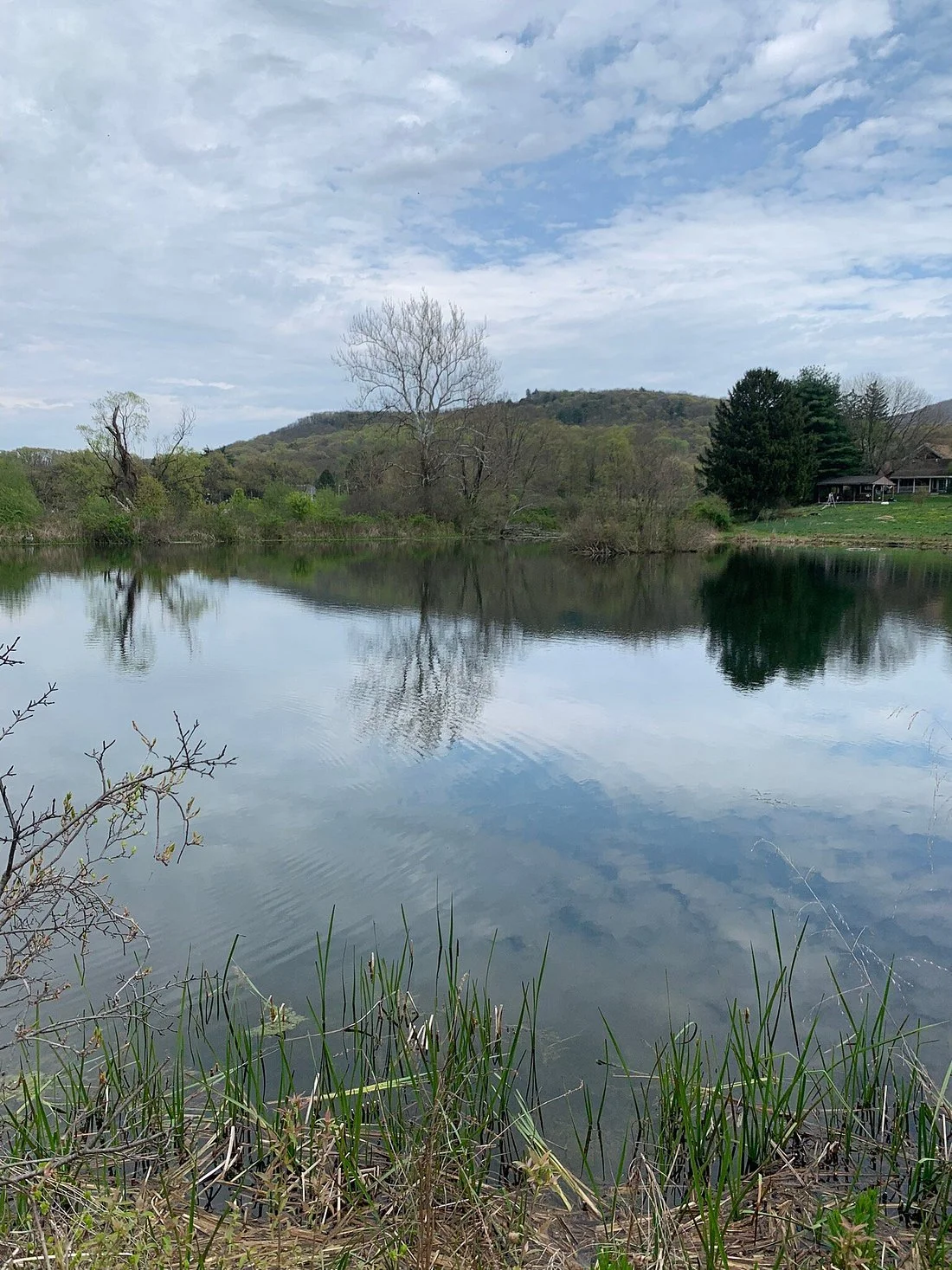 odc pond spring.jpg
