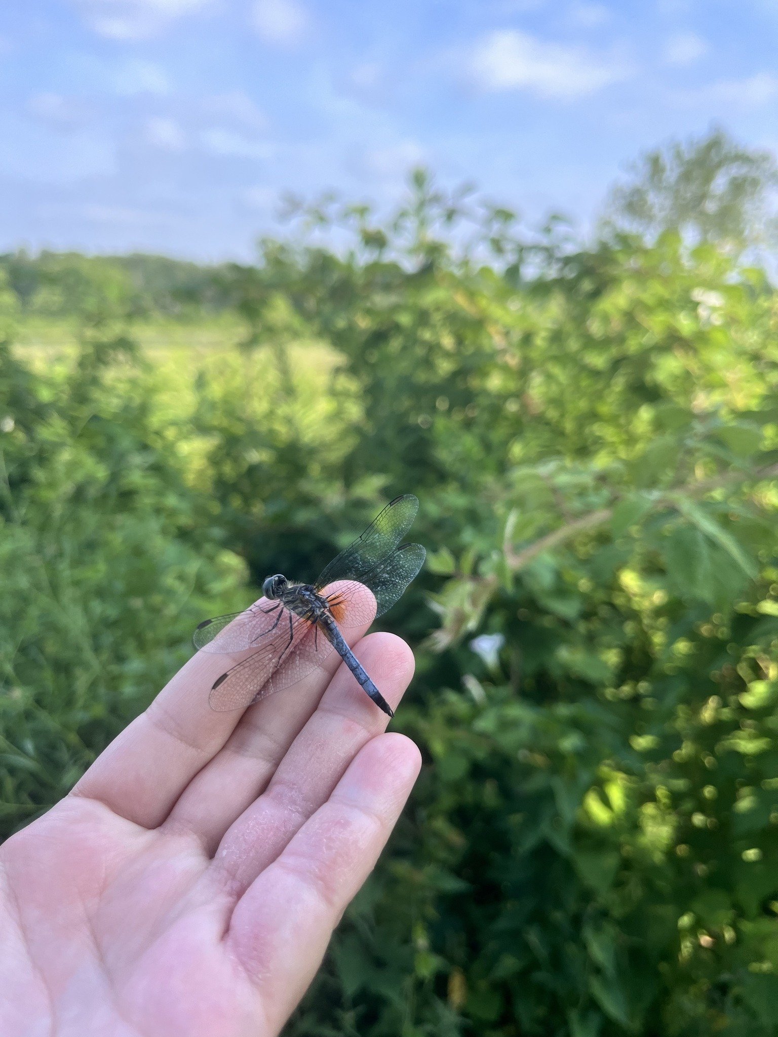 summer camp 2025 dragonfly.jpg