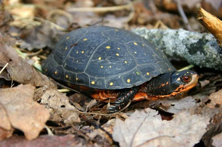 spotted+turtle+mike+jones_0.webp