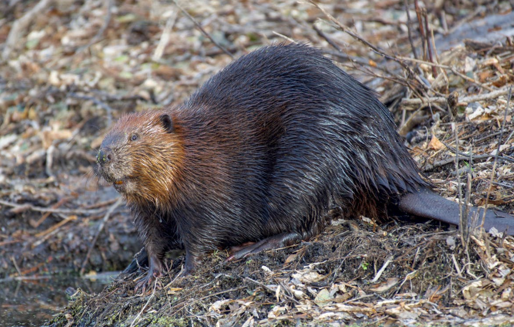 Beaver in Fall by Andrew Patrick.png