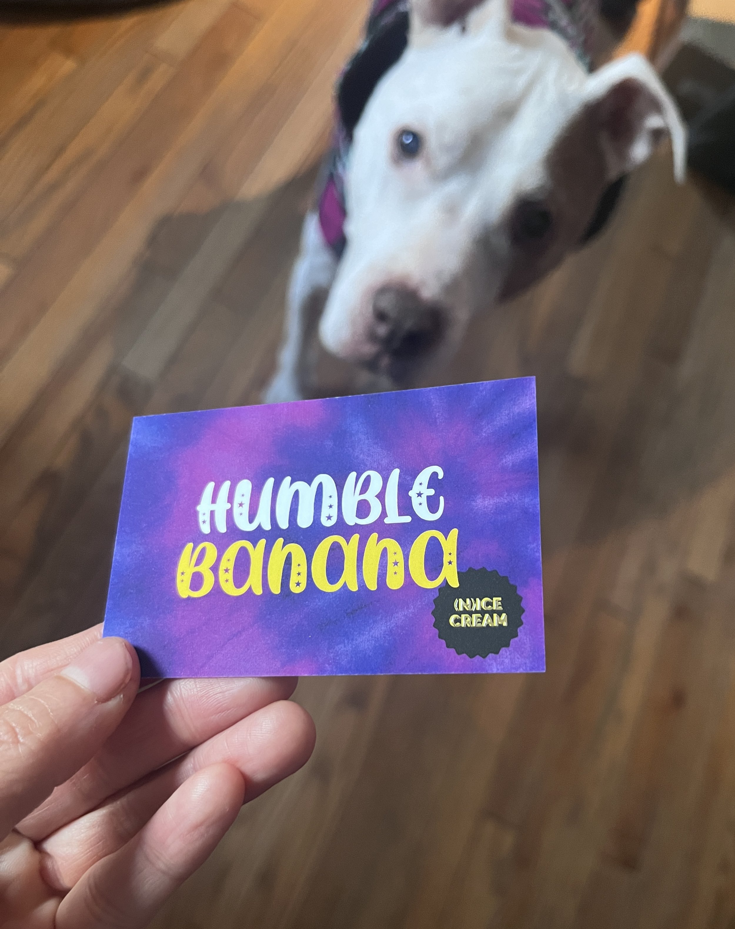 A hand holding a colorful card with the words 'HUMBLE BRAVERY' written on it, with a small black badge that says 'NICE & CREAM'. In the background, a large dog with a white coat and brown patches around the eyes and ears is looking up.