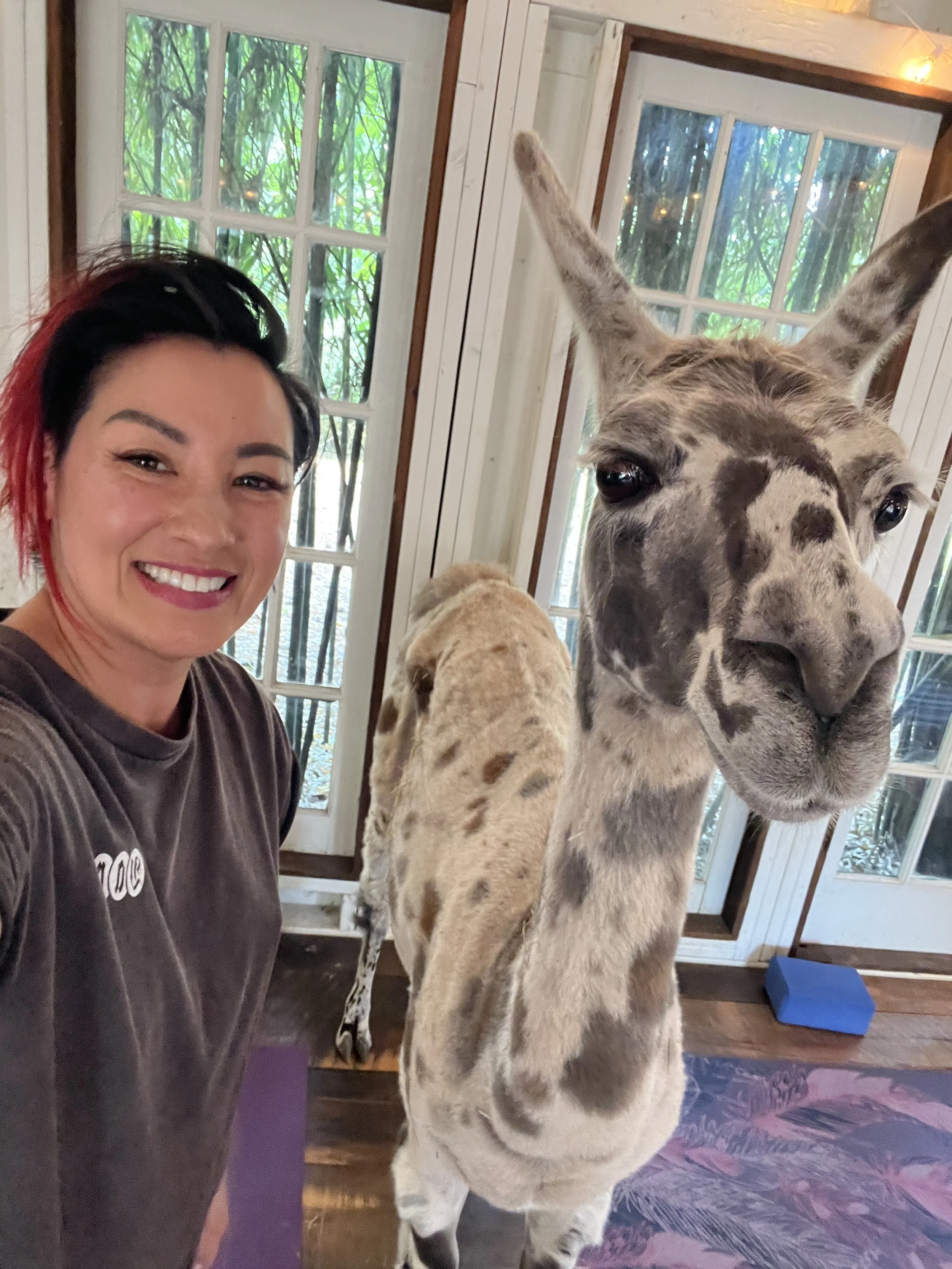 A woman smiling takes a selfie with two llamas inside a wooden building with large windows showing greenery outside.