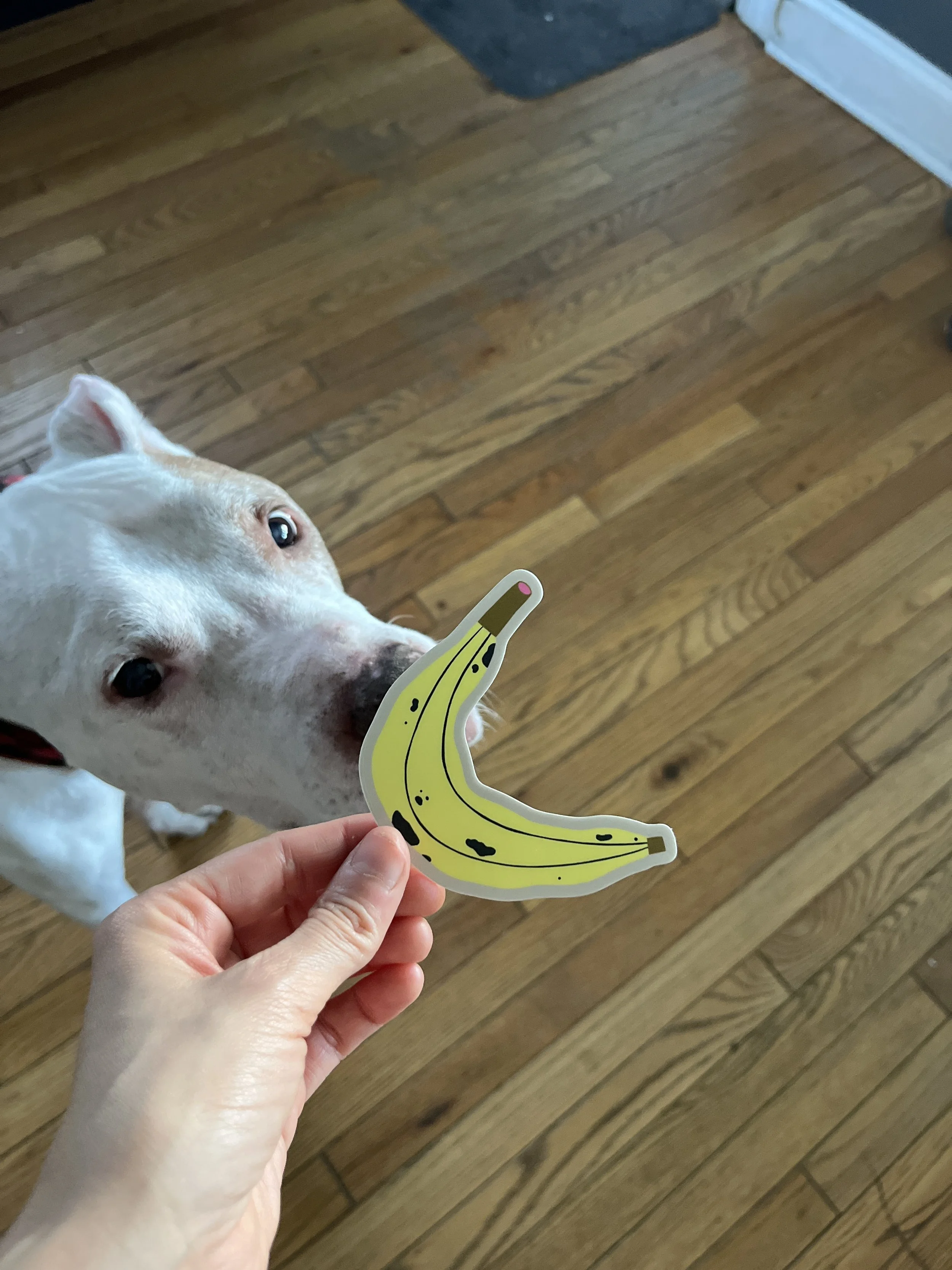 Person holding a banana-shaped sticker, with a dog in the background looking toward the sticker on a wooden floor.