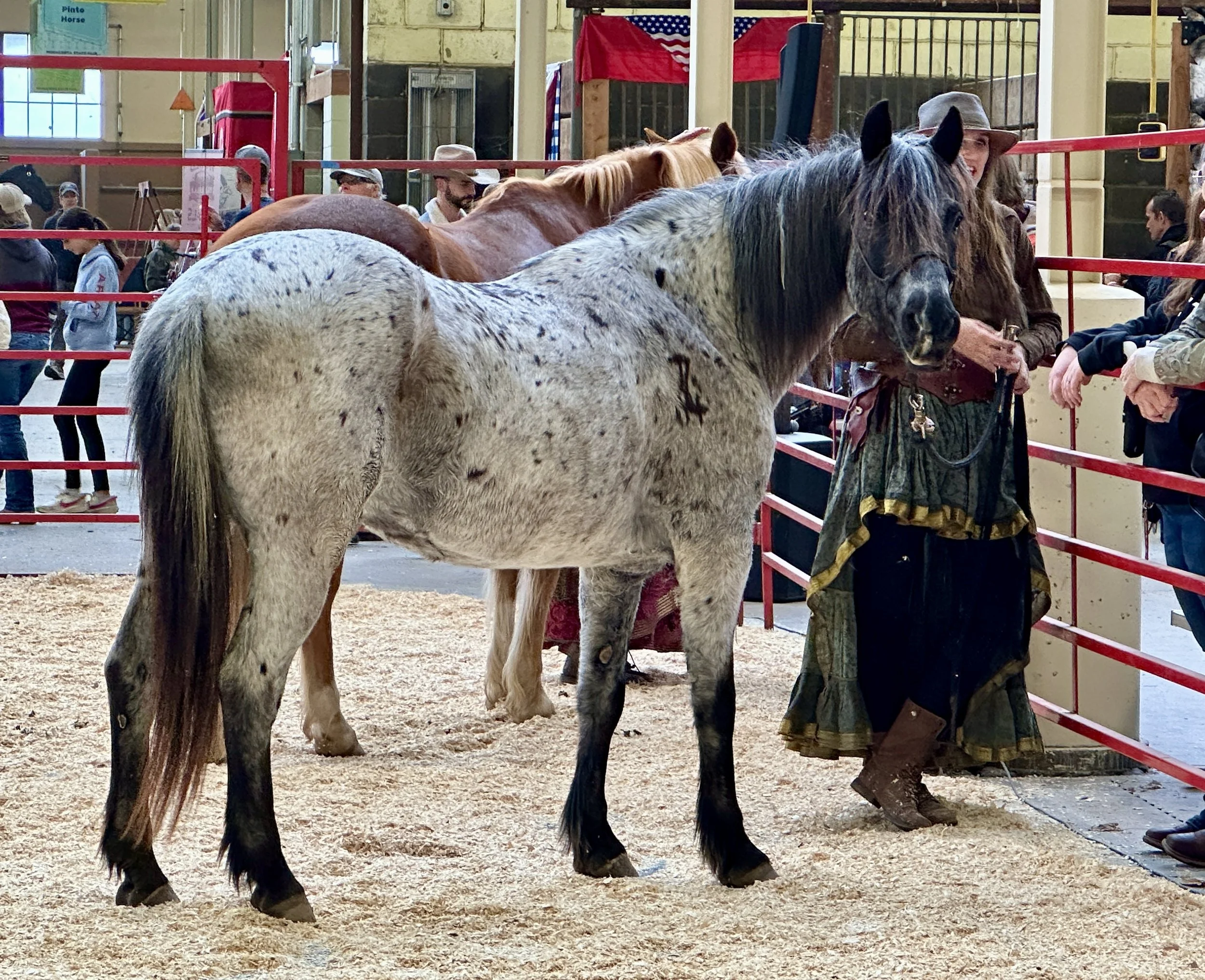 Live_MNHorseExpo_2026 (4).JPEG