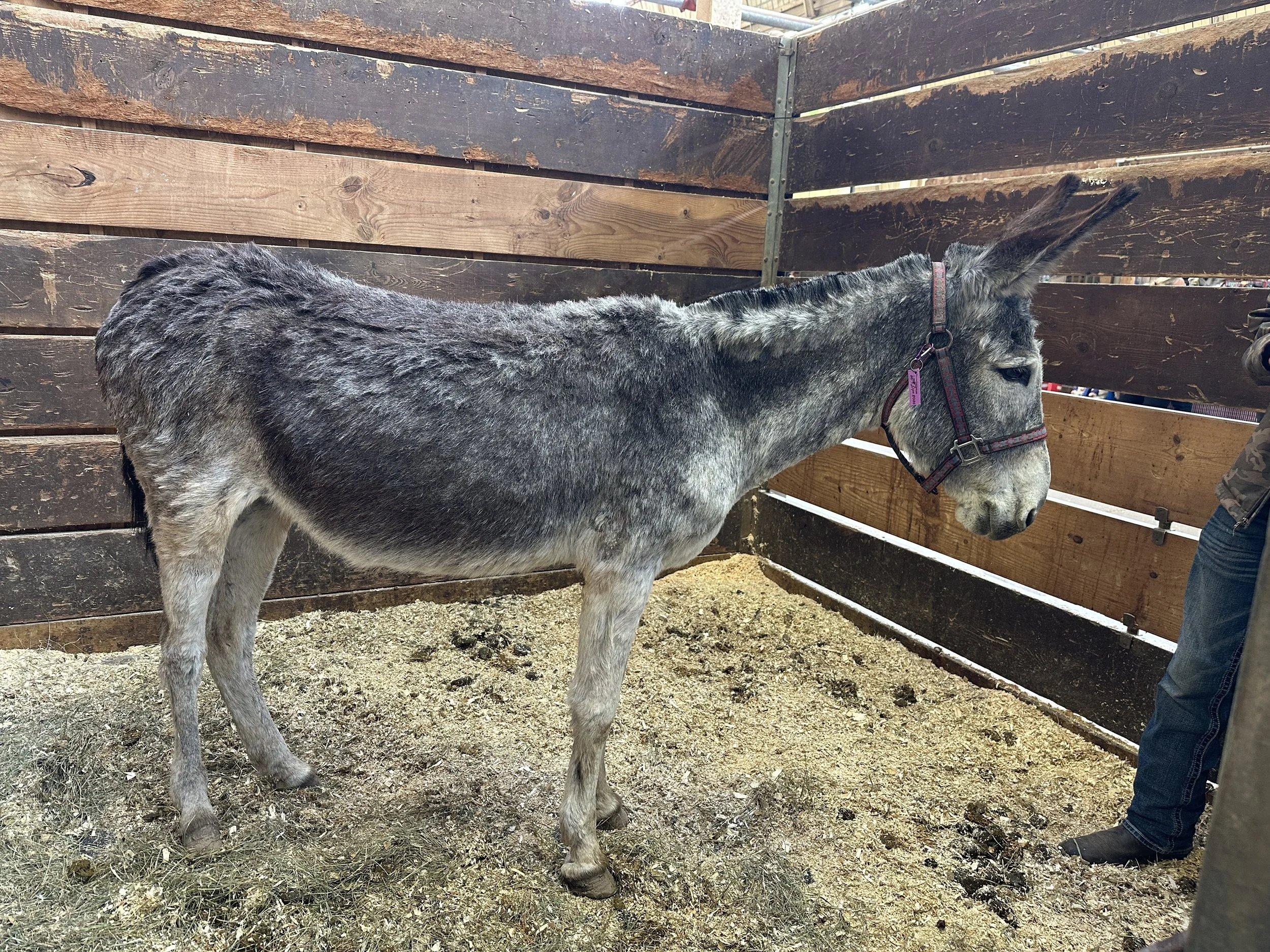 Live_MNHorseExpo_2026 (70).JPEG