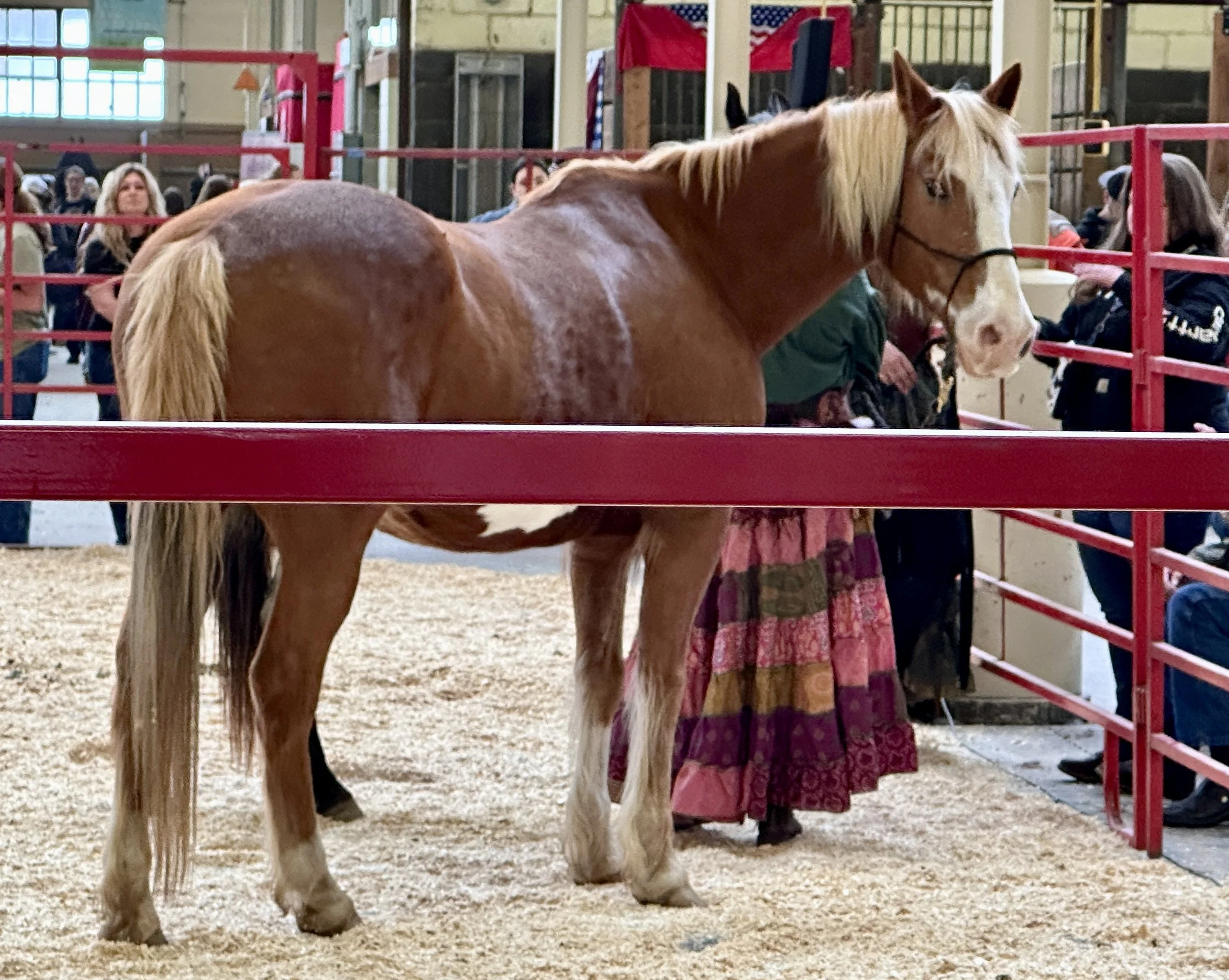 Live_MNHorseExpo_2026 (3).JPEG