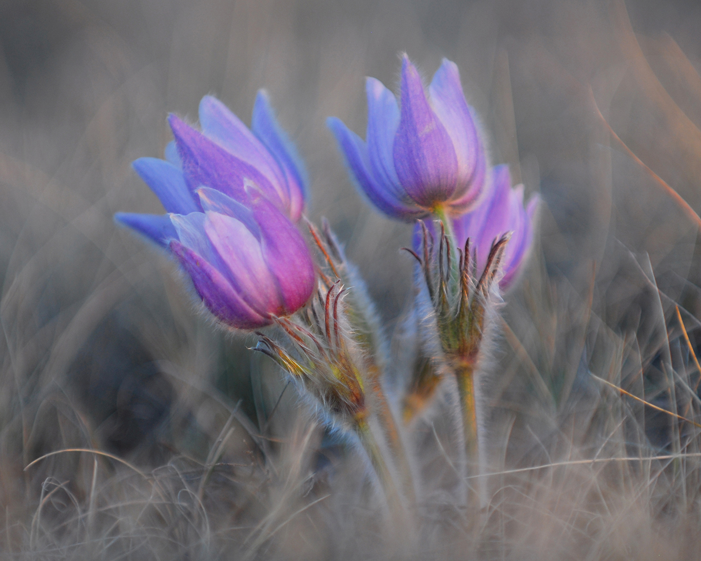 "Prairie Jewels" DSC-0040
