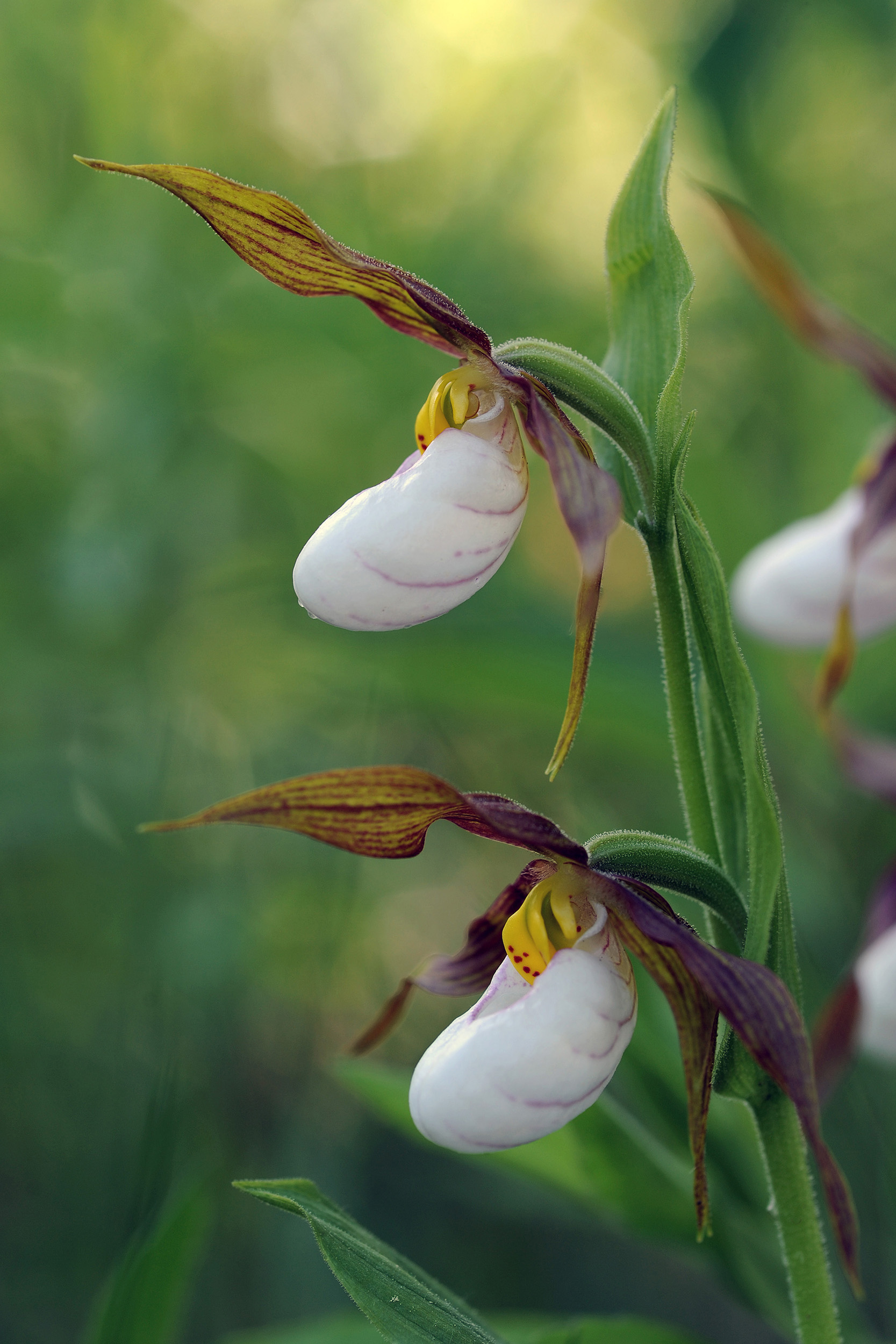 "Lady Slippers" DSC_1796