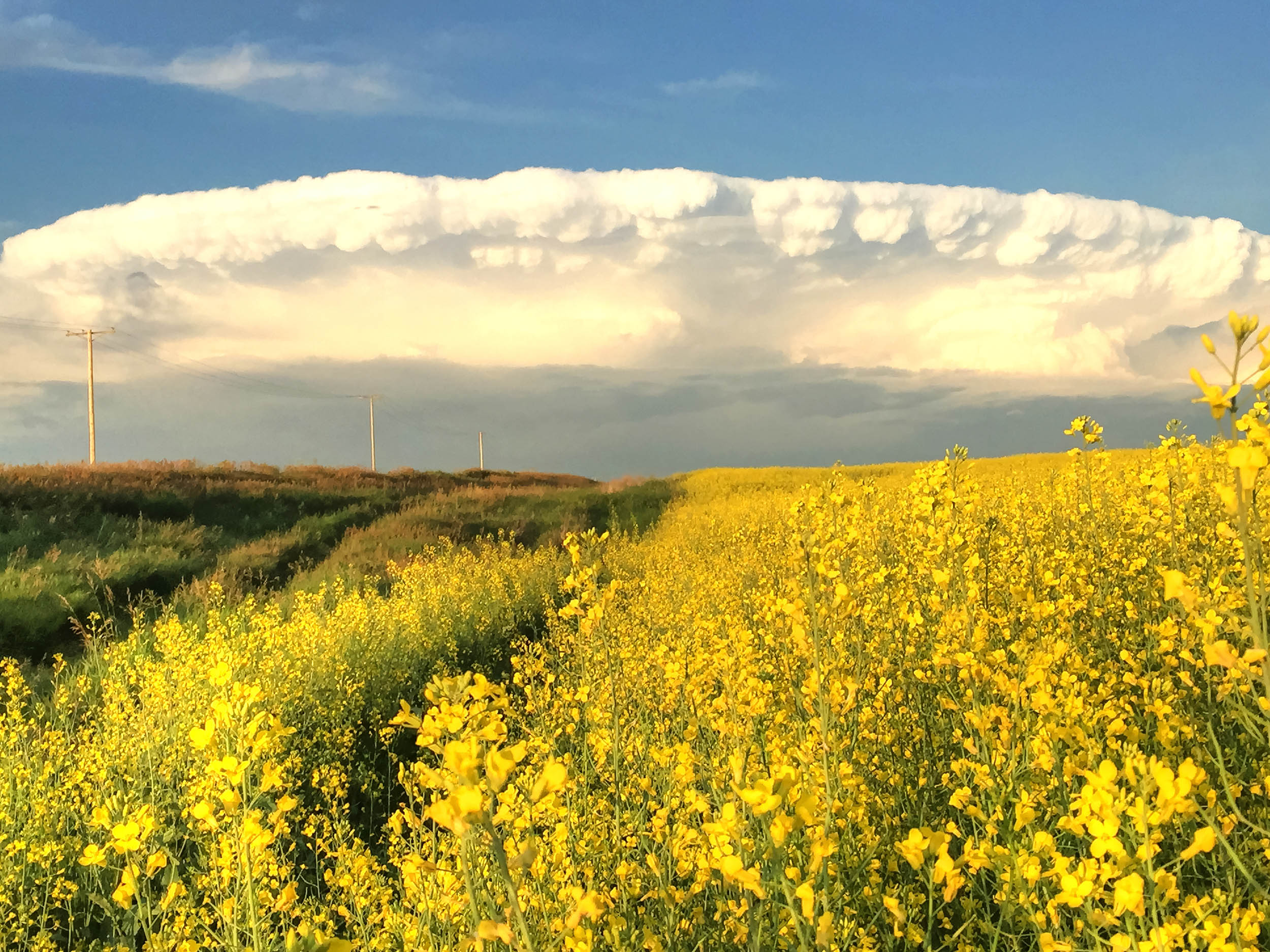 Shelf Clouds and Canola Fields IMG_8023