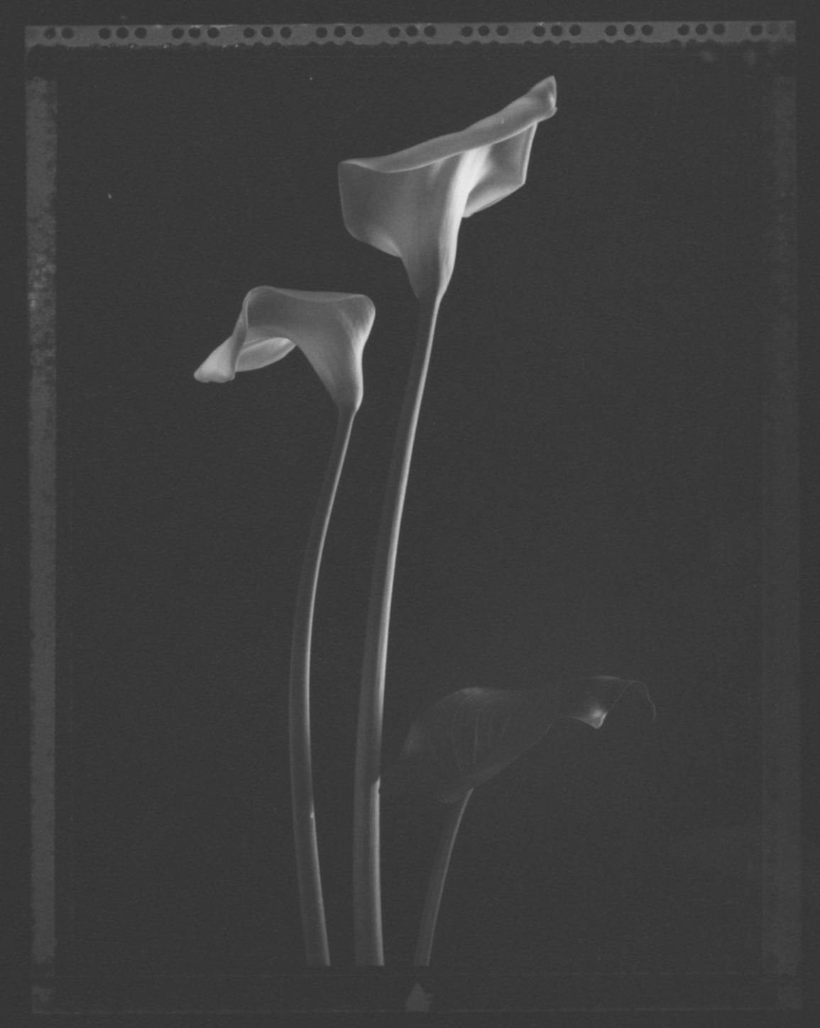 TOM BARIL, Two Callas with Leaf , 1998