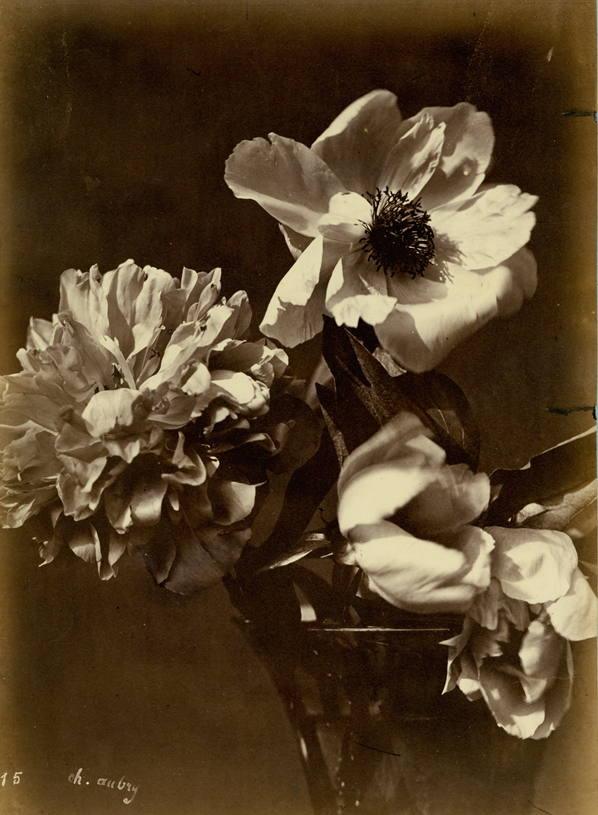CHARLES AUBREY, Flower Arrangement (#15), c. 1860s