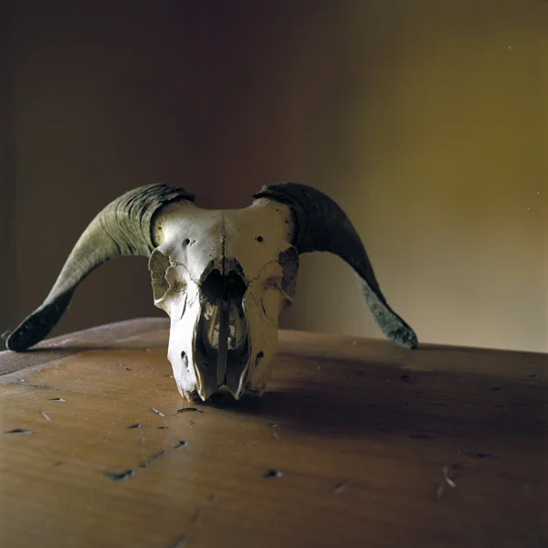 WENDY BURTON, Ovis aries #2 (Sheep/Ram) , 2011