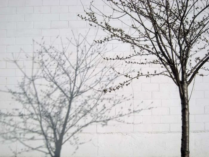 JESSICA BACKHAUS, Brooklyn (One Day in November) , 2008