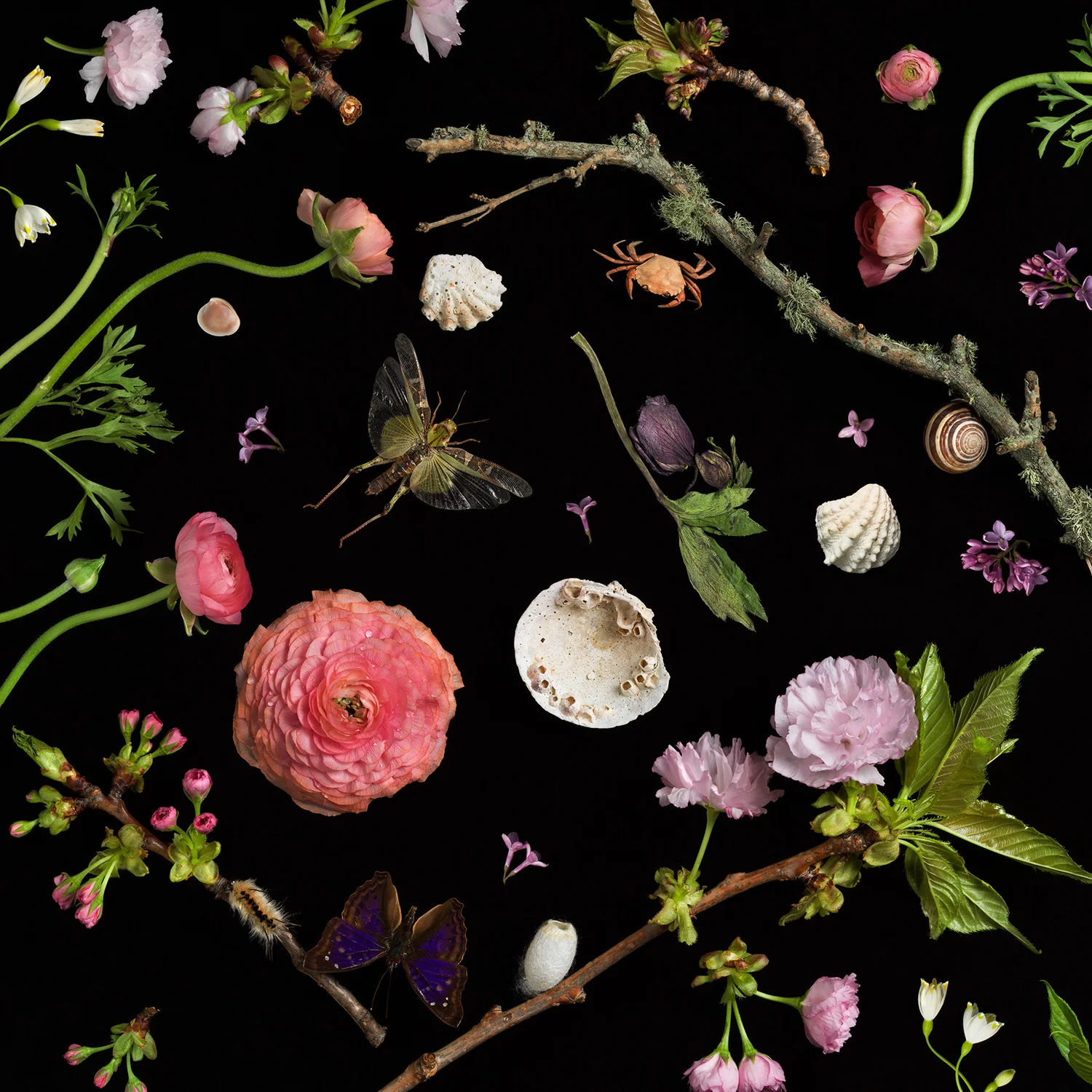 Botanical I, cHERRY bLOSSOMs From the series "Botanicals"