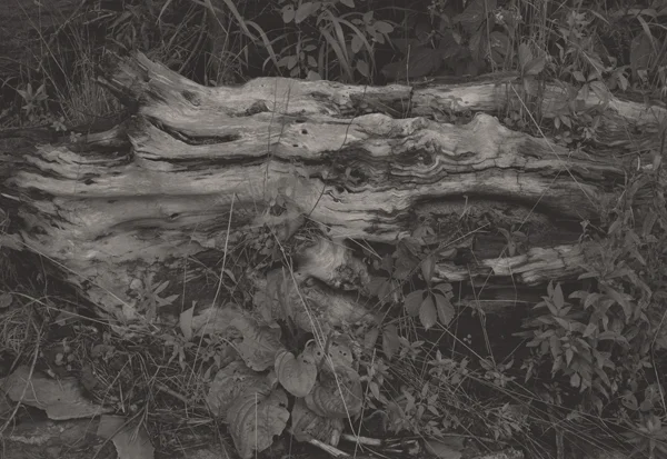 KOICHIRO KURITA, Deep Forest, Finger Lake, New York, 1994