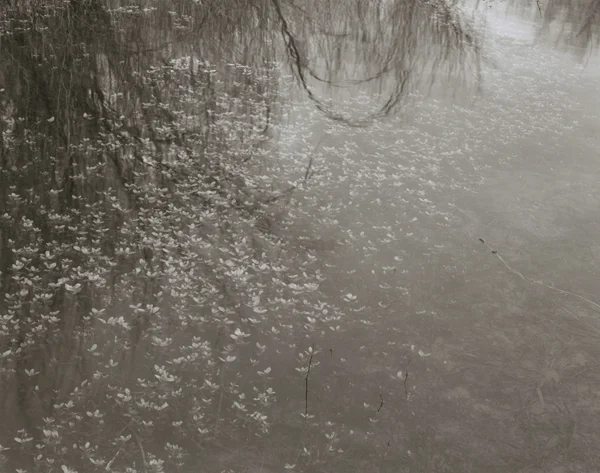 KOICHIRO KURITA, Early Spring, Rio Grande, New Mexico, 2001
