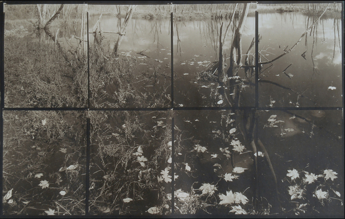 KOICHIRO KURITA, Leaves in Dark, Ipswich River, Massachusetts, 2015