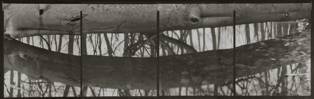 KOICHIRO KURITA, Vernal Pond, Southold, New York, 2009