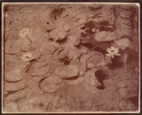 KOICHIRO KURITA, Water Lily, Concord, Massachusetts, 2015