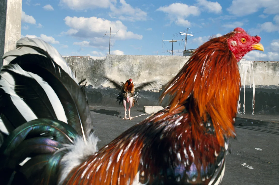 REBECCA NORRIS WEBB, Havana, Cuba, 2008
