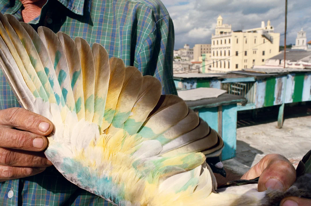 REBECCA NORRIS WEBB, Havana, Cuba, 2008